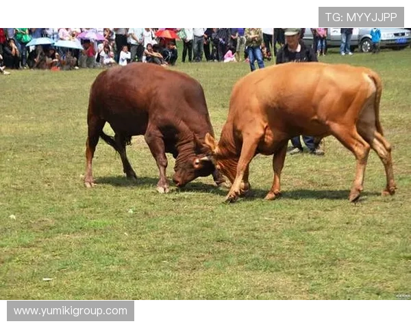 优质真人斗牛网址汇总，提供丰富的线上斗牛游戏资源和专业的玩法攻略